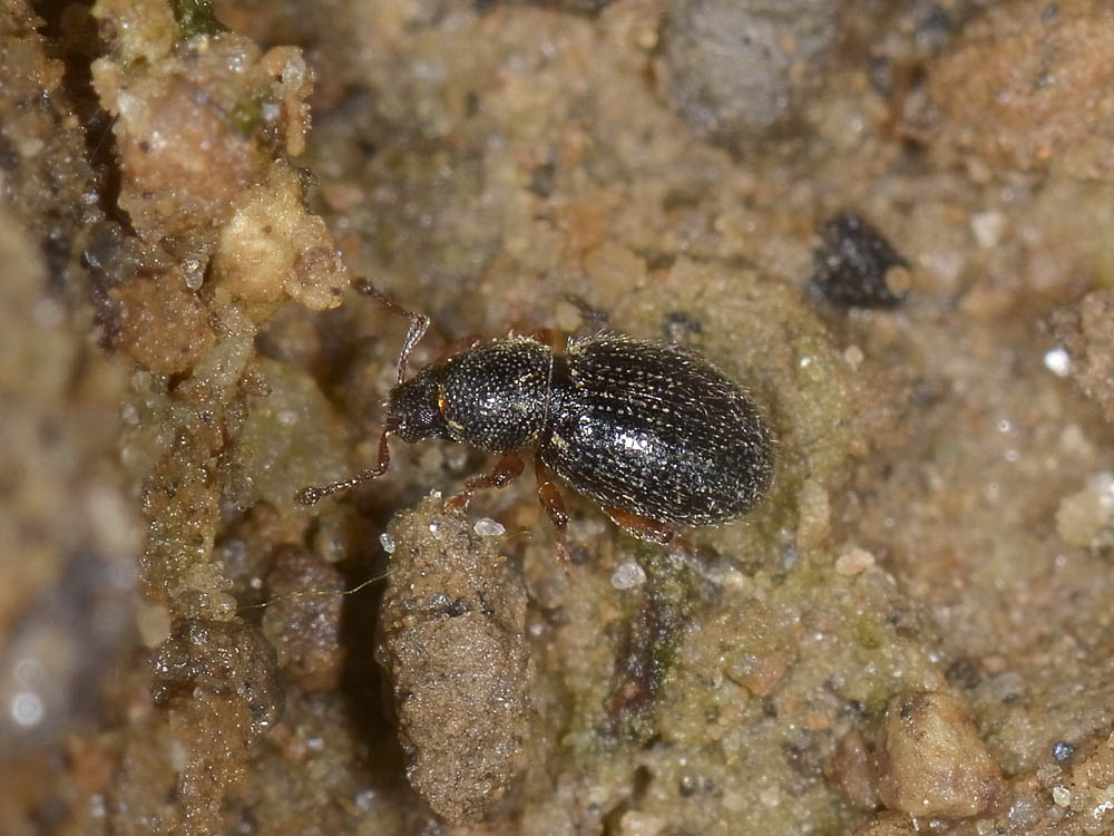 Curculionidae: Exomias pellucidus pellucidus
